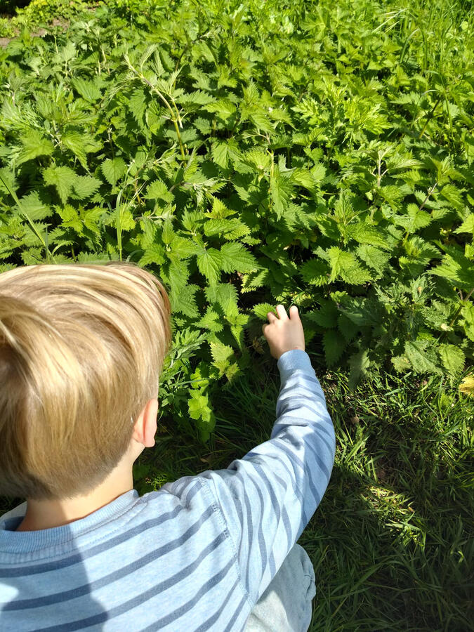 Proeven dapper wilde planten Proeven dapper wilde planten